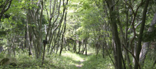 LȎR